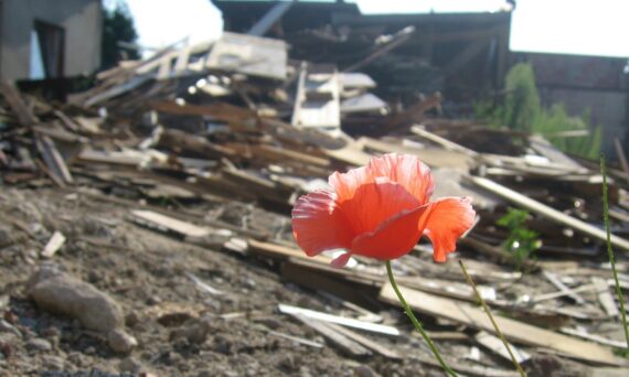 A poppy growing at a disaster site demonstrates how you can find beauty and hope in the dimmest of circumstances